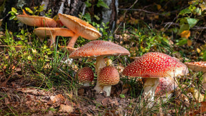 Wild Mushroom Hunting